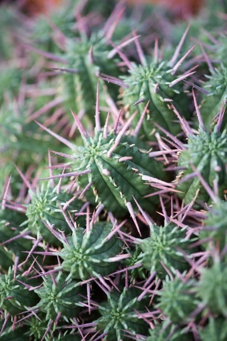 fringed spurge