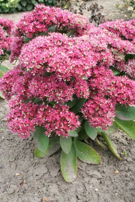 Stonecrop 'Class Act'