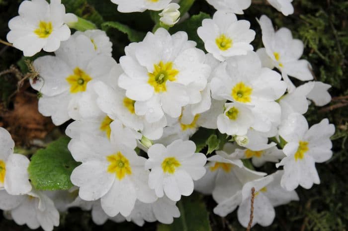 primrose 'Taigetos'