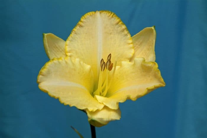 daylily 'Serena Sunburst'