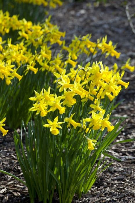 Daffodil 'Peeping Tom'