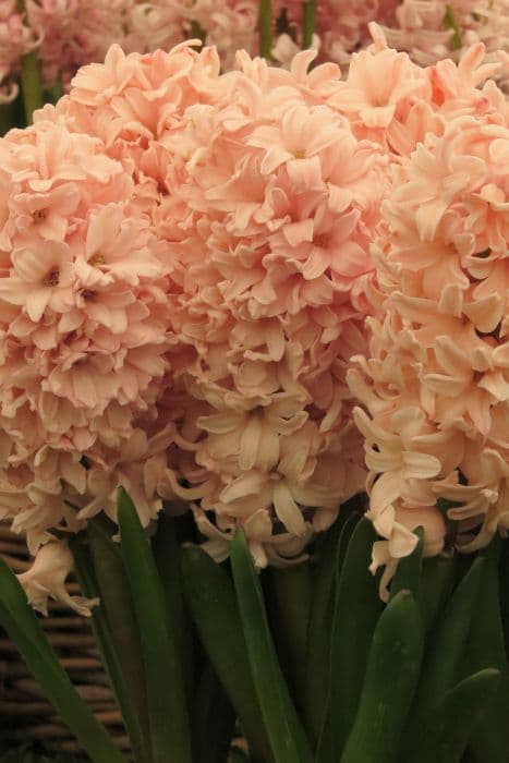 hyacinth 'Apricot Passion'