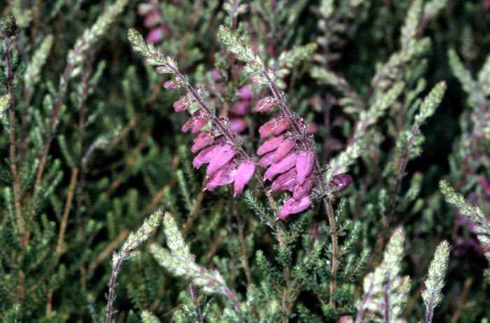 Dorset heath 'Mrs C.H. Gill'