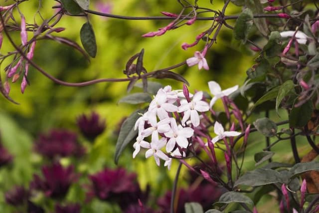 Many-flowered jasmine