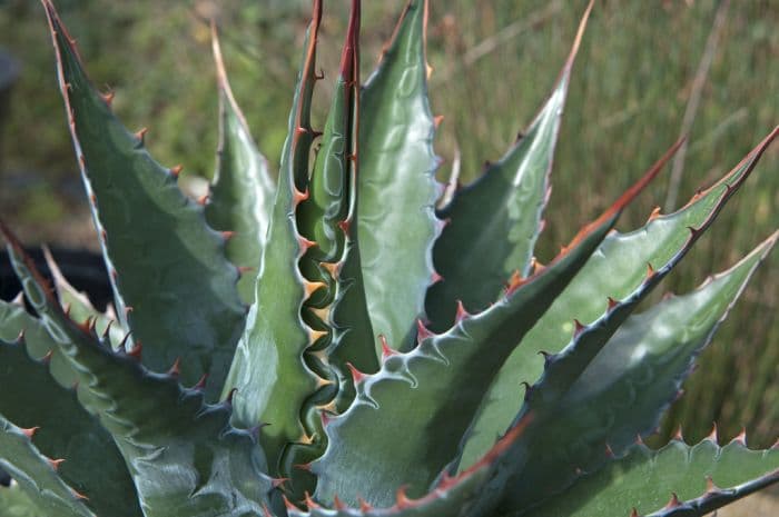 mountain agave