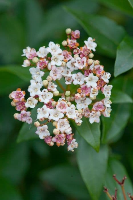 laurustinus 'Gwenllian'