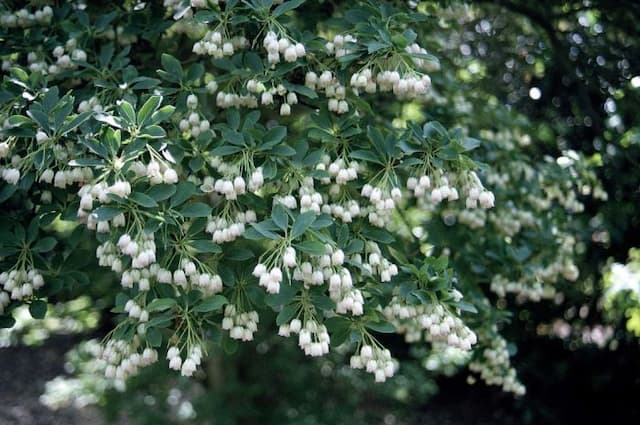 Redvein enkianthus