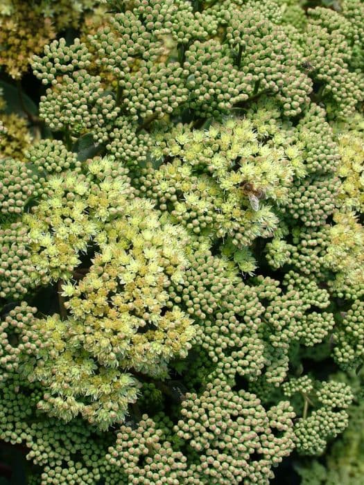 orpine 'Gooseberry Fool'