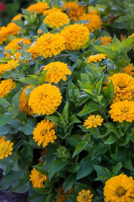 zinnia 'Dreamland Yellow'