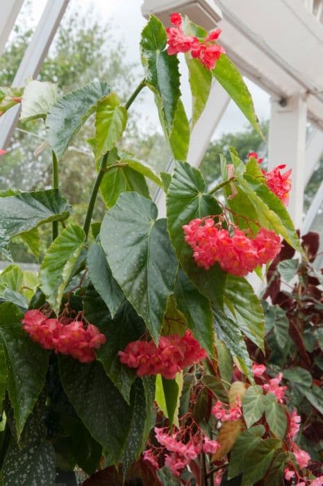 Begonia 'Comte de Lesseps'