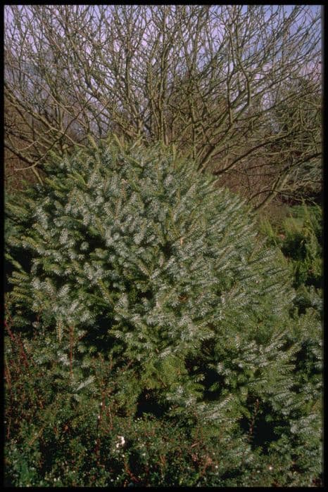 dwarf Serbian spruce