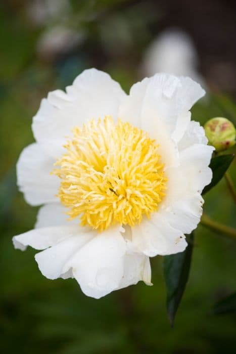 peony 'Moon of Nippon'