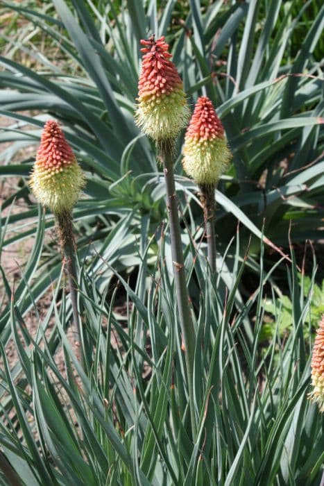 Caulescent red-hot poker 'Coral Breakers'