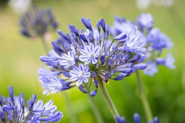 African lily 'Donau'