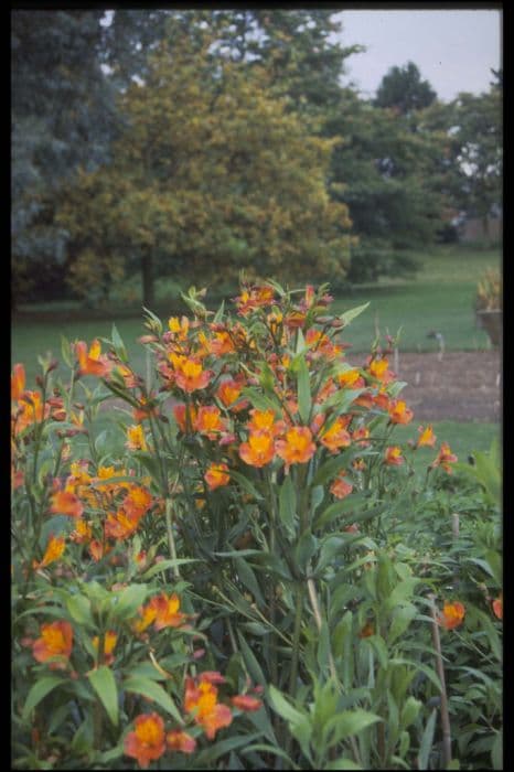 Peruvian lily 'Orange Gem'