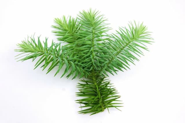 Chinese fir 'Glauca'