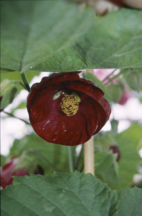 abutilon 'Nabob'