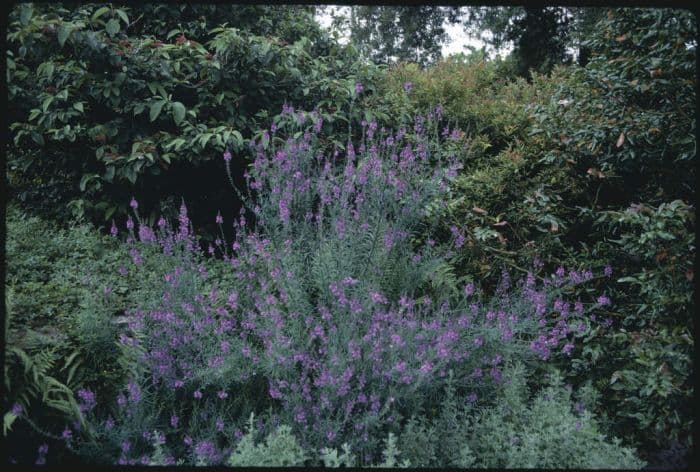 purple toadflax