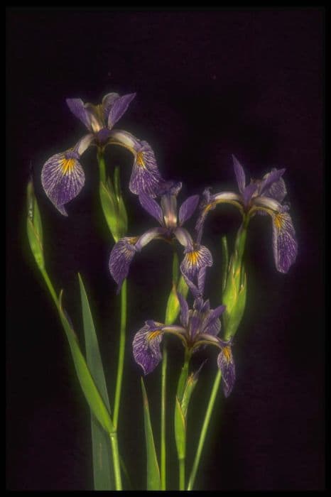 Iris 'Limbo'