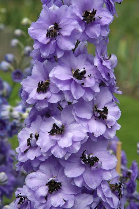 delphinium 'Holly Cookland Wilkins'