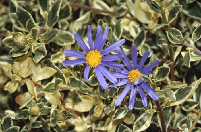 blue daisy 'Santa Anita'