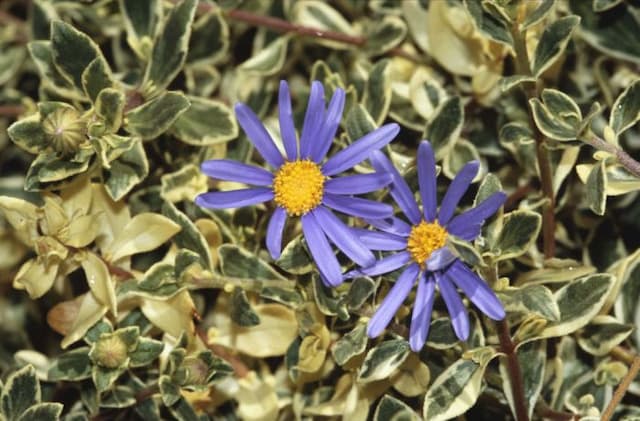 Blue daisy 'Santa Anita'