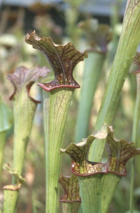 Mitchell's pitcher plant