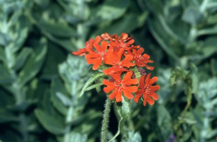 Maltese cross