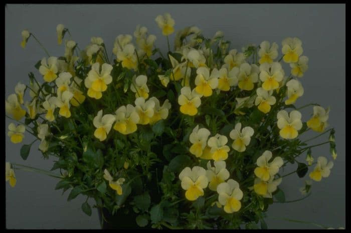 viola 'Aspasia'