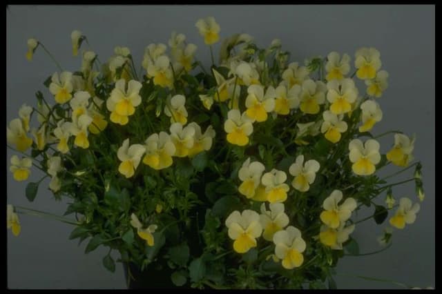 Viola 'Aspasia'