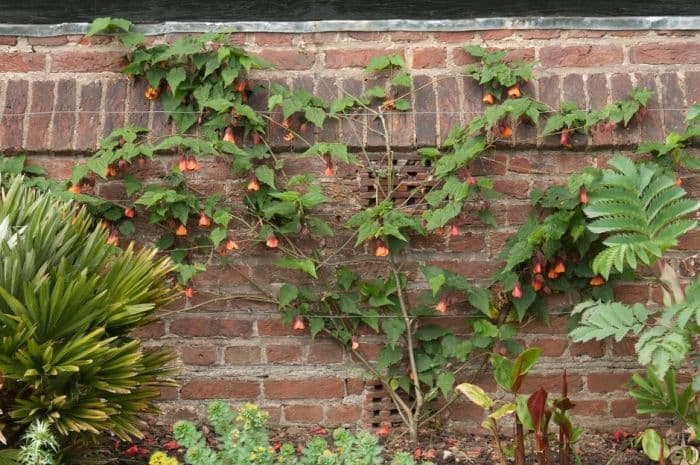 abutilon 'Orange Hot Lava'