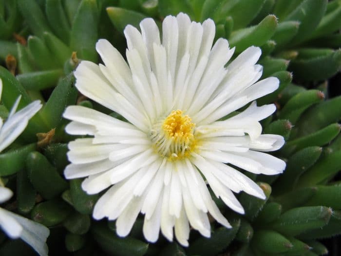 ice plant 'White Nugget'