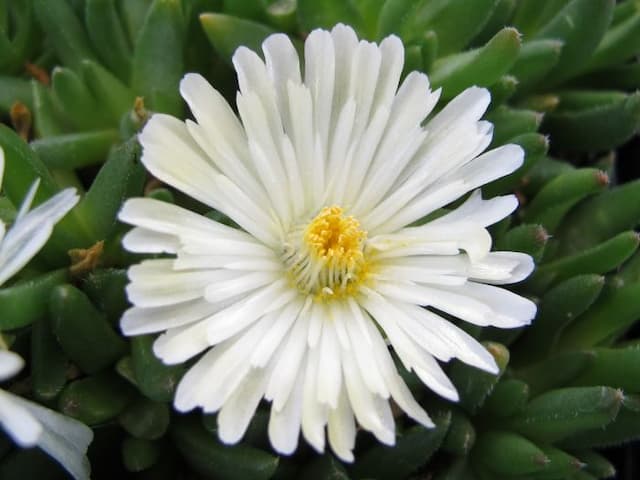 Ice plant 'White Nugget'