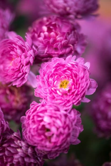 Chrysanthemum [Gigi Dark Pink]
