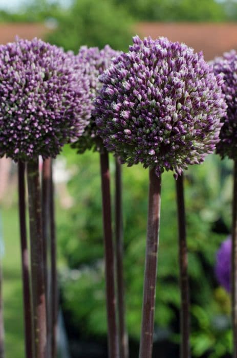 allium 'Summer Drummer'