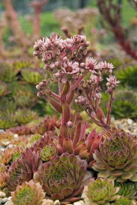 houseleek 'Hayling'