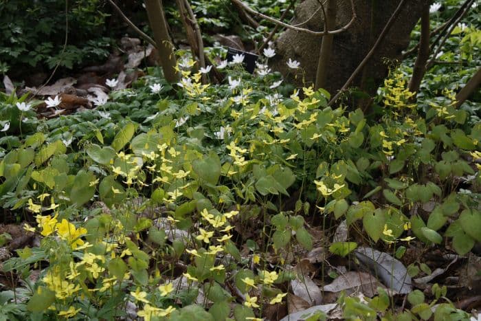 large-flowered barrenwort