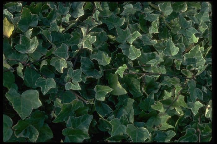 ivy 'Glacier'