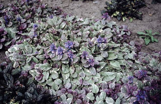 Bugle 'Burgundy Glow'