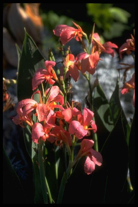 water canna