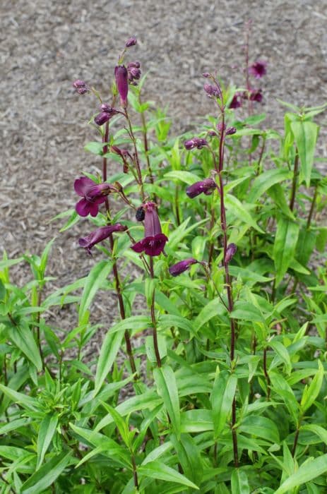 penstemon 'Pensham Eleanor Young'