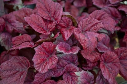 Begonia rex 'Inca Fire'