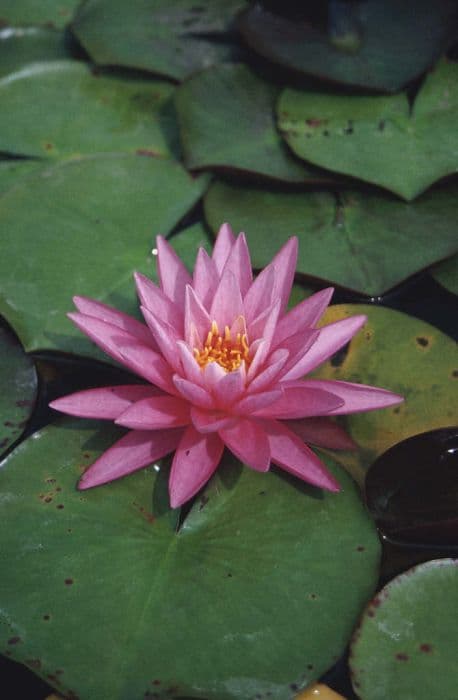 waterlily 'Rose Arey'