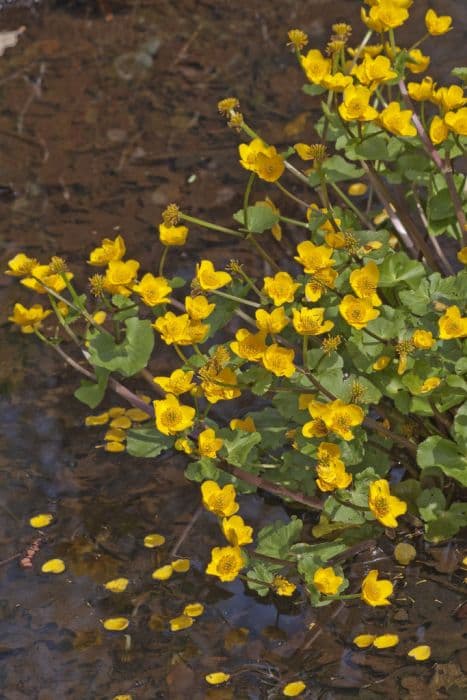 swamp marsh marigold