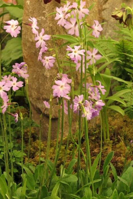 Primula yargongensis