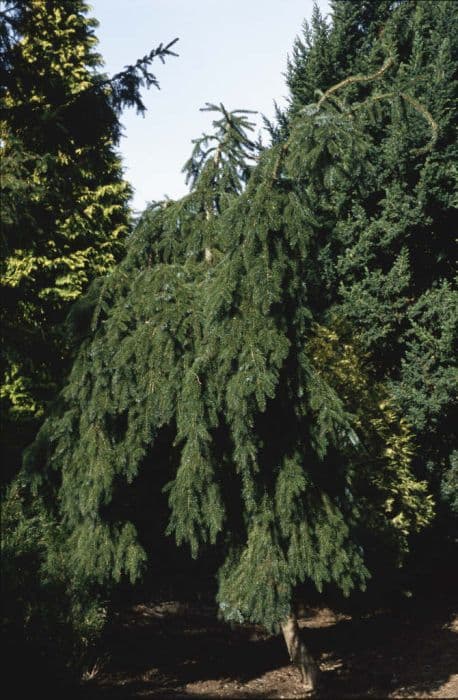 weeping Serbian spruce