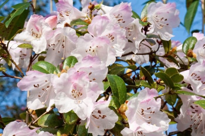 rhododendron Cilpinense Group