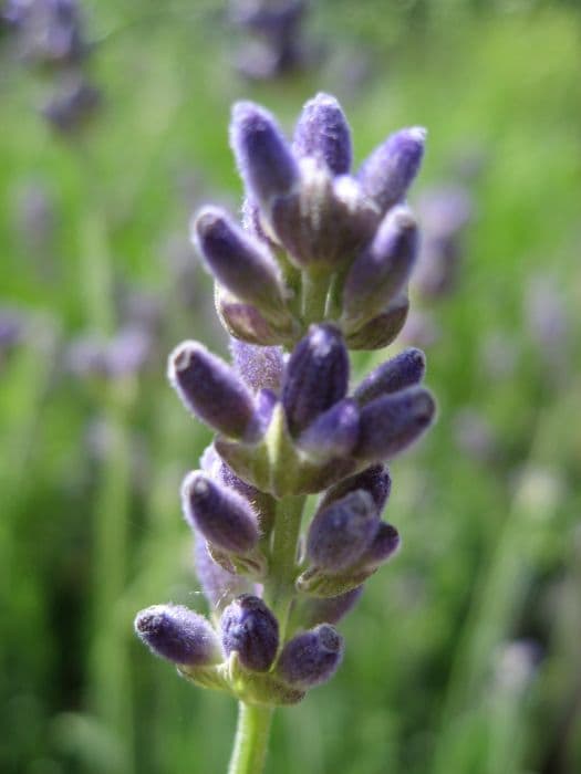 English lavender 'Munstead'