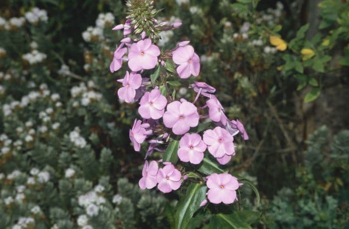 meadow phlox 'Alpha'