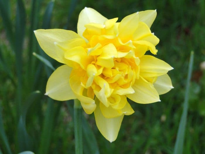 daffodil 'Butter and Eggs'